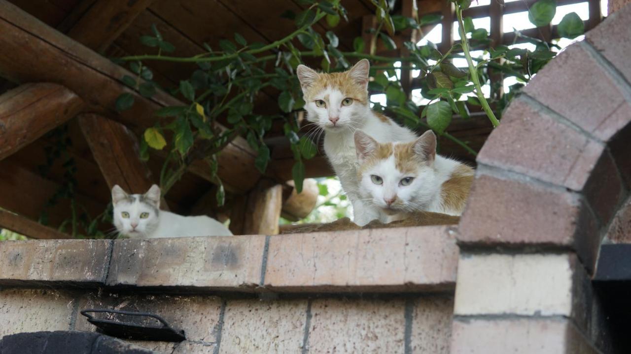 Casa Cu Fantana Villa Borlesti Ngoại thất bức ảnh